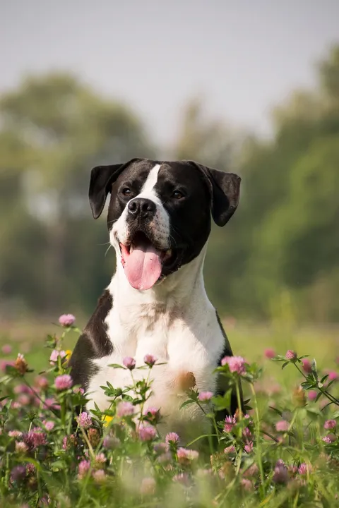 A happy dog sitting in a field of flowers